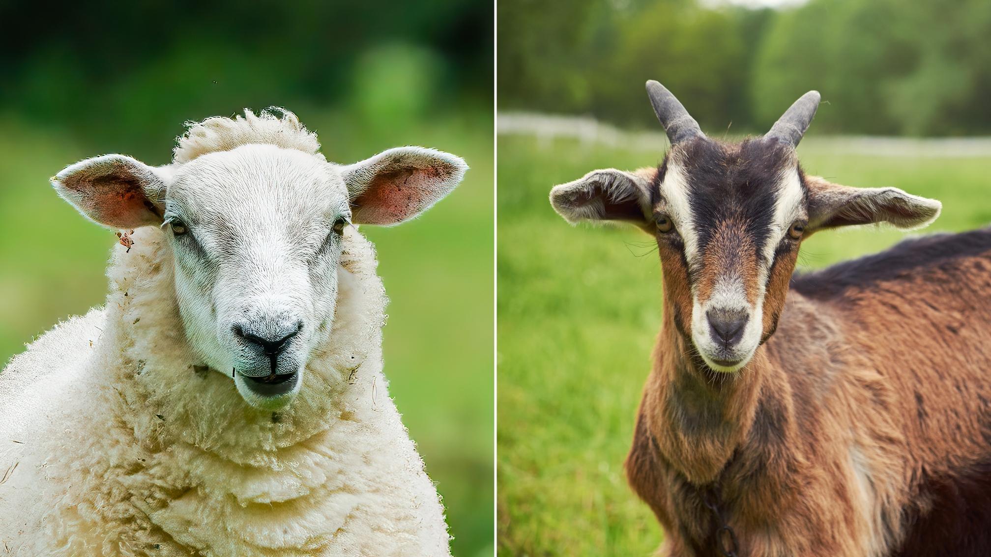 udhiya qurbani goat and sheep
